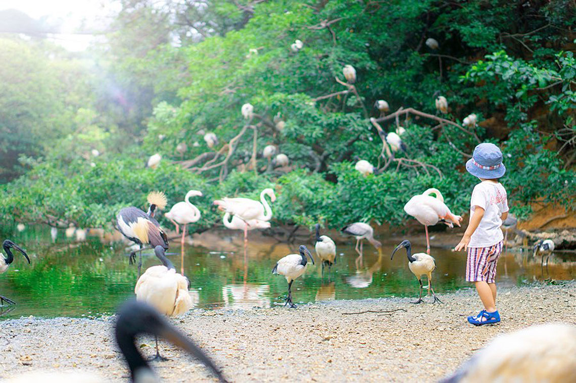 flamingos and a child at neo park okinawa